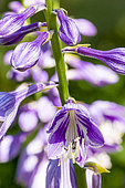 Plantain Lily, Hosta ventricosa, flowers