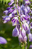 Plantain Lily, Hosta ventricosa, flowers