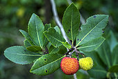 Arbutus berries (Arbutus unedo), Galeizon Valley, Cevennes, France