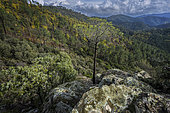 Landscape of the Cevennes schis, tUpper Galeizon valley, above Alès, Gard, France
