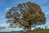 Centenary chestnut tree in autumn, Old chestnut tree (Castanea sativa) in the countryside of Genevois, Savoie, France