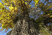 Multi-century old chestnut tree in autumn, Very old Chestnut tree (Castanea sativa) with a circumference of more than 10 m, about 600 years old, in Marignieu, Bugey, Ain, France