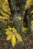 Chestnut trees in the Cevennes, Chestnut tree (Castanea sativa) centenary tree in autumn, Galeizon Valley, Gard, Cévennes, France
