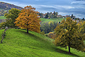 English oak (Quercus robur) in autumn, Hills in the region of Lake Paladru in Isère, France