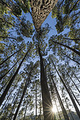 Maritime pine (Pinus pinaster) in the Cévennes. Once massively planted to support coal mines, it has become invasive in the Cévennes where it is both a forestry resource and a fire hazard due to climate change. Galeizon Valley, Gard, France