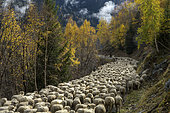 Descent from a mountain pasture in Haute Tarentaise. Sheep coming down at the end of October from the chalets of La Savonne, above Sainte Foy Tarentaise, in Savoie, Alps, France