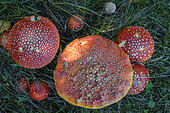 Fly agaric (Amanita muscaria) in the grass, Savoie, France