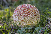 Flycatcher (Amanita muscaria) emerging from the ground in the form of an egg, wrapped in the fluffy fabric of the universal veil, Savoie, France