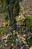 Honey mushroom (Armillaria mellea) on a stump, responsible for rotting the living parts of the wood, Savoie, France