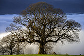 Winter mist and hundred-year-old chestnut tree (Castanea sativa), old chestnut tree, Haute Savoie, France