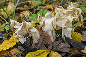 White elfin saddle (Helvella crispa) in dead leaves, Bugey, Ain, France
