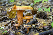 Saffron milkcap (Lactarius deliciosus) in dead leaves, Savoie, France