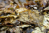 Saprophytic fungi on dead leaves in autumn, Collared Parachute (Marasmius rotula) ? very abundant tiny fungi after rain in autumn, France