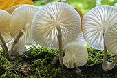 Porcelain mushroom (Mucidula mucida) on a beech tree in the Bugey, Ain, France