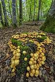 Two-toned Pholiota (Kuehneromyces mutabilis) on a stump in a forest, Savoie, France