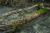 Turkey tail (Trametes versicolor) on a trunk above a river, Bugey, Ain, France