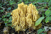 Coral Fungus (Ramaria flavescens) in forest, Savoie, France