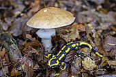 Speckled salamander (Salamandra salamandra) and Death Cap (Amanita phalloides) : two toxic species in forest, France