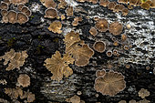 Schizophyllum commun (Schizophyllum commune) sur un tronc de peuplier, France
