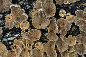 Common Porecrust (Schizophyllum commune) on a poplar trunk, France