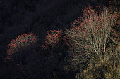 Crépuscule d'automne en Tarentaise, Sorbiers des oiseleurs (Sorbus aucuparia) chargés de fruits illuminés par le soleil couchant dans le haut vallon des Crots, au dessus de Sainte Foy Tarentaise, Savoie, France