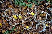 Wood blewit (Lepista nuda) in dead leaves, Savoie, France