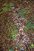 Pieds bleu (Lepista nuda) dans les feuilles mortes, Savoie, France