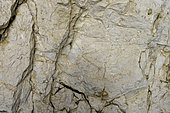 Fossils (rudists) in Urgonian limestone, the Urgonian facies corresponds to a reef limestone, built in a tropical climate about 110 million years ago. The characteristic bioconstructive living beings are rudists and orbitolines. The Urgonian forms a very important part of the cliffs of the Vercors massif, PNR du Vercors, Isère/Drome, France