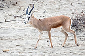 Persian goitered gazelle (Gazella subgutturosa) male walking in the sand, in captivity in an enclosure to reintroduce the species in Kyrgyzstan