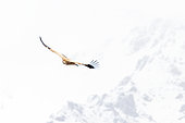 Himalayan Vulture (Gyps himalayensis) in flight against a background of snow-capped mountains, Tyulek, Kyrgyzstan
