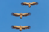 3 Himalayan Vultures (Gyps himalayensis) in flight against a blue sky background, Tyulek, Kyrgyzstan