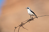 Northern wheatear (Oenanthe oenanthe) adult male on barbed wire, Tolok, Kyrgyzstan