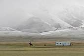 Horseman riding from his hut on the steppe, background of misty and snowy mountains, Son Kul, Kyrgyzstan