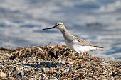 Terek sandpiper (Xenus cinereus) nuptial adult on the ground, Kyrgyzstan