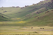 3 horses in the green steppe in May, Son Kul, Kyrgyzstan