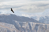 Himalayan Vulture (Gyps himalayensis) flying over the landscapes of the Kyrgyz highlands, Yssyk Kul, Kyrgyzstan