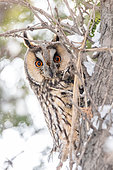 Long-eared Owl (Asio otus) in a tree under the snow, Bishkek, Kyrgyzstan