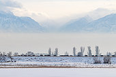 Winter landscape, mountains, frozen lake, mist, and herd of cows crossing over the horizon in a row, Bishkek, Kyrgyzstan