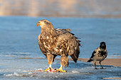 White-tailed Eagle (Haliaeetus albicilla) and Hooded Crow (Corvus cornix) on a frozen lake, Bishkek, Kyrgyzstan