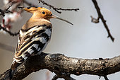 Hoopoe (Upupa epops) on a branch, Yssyk Kul, Kyrgyzstan