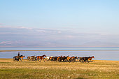 Herd of horses and rider leading them along the Son-kul lake, Kyrgyzstan