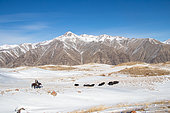 Yak herd and horsemen on the highlands moving against a background of snow-capped mountains, Syrt, Kyrgyzstan