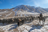 Yak herd and horseman on the highlands moving against a background of snow-capped mountains, Syrt, Kyrgyzstan