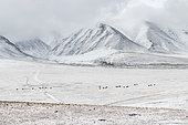 Horses in the steppe and snowy mountains in Altai, Mongolia