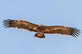 Steppe Eagle (Aquila nipalensis) immature in flight, Mongolia
