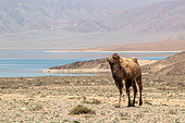 Domestic Bactrian camel (Camelus bactrianus) against a background of semi-desert mountains and lake, Kyrgyzstan