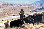 Yak herd and horseman on the highlands, Syrt, Kyrgyzstan