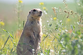 Yellow ground squirrel (Spermophilus fulvus) standing in tall grass, Tioulek, Kyrgyzstan