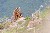 Tien shan brown bear (Ursus arctos isabellinus) female with young on a rock overlooking a valley, Besh-Aral National Nature Reserve, Kyrgyzstan
