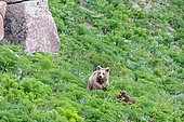 Tien shan brown bear (Ursus arctos isabellinus) female and cub in tall grass, Besh-Aral National Nature Reserve, Kyrgyzstan